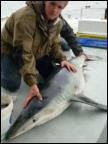 Blauhai vor Irlands Kste gefangen